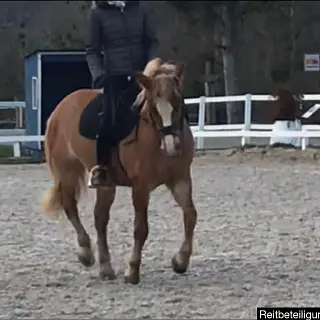 Vorschaubild Nr. 1 zu Reitbeteiligung in 4105 Biel-Benken BL