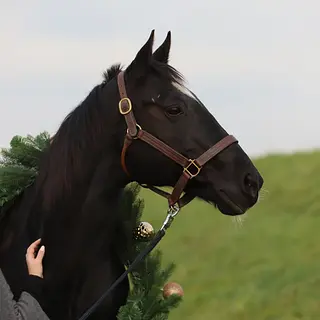 Vorschaubild Nr. 2 zu Reitbeteiligung in 8625 Gossau ZH