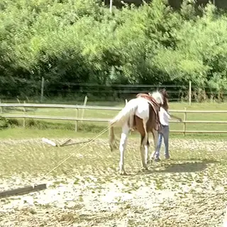 Vorschaubild Nr. 1 zu Reitbeteiligung in 8462 Rheinau