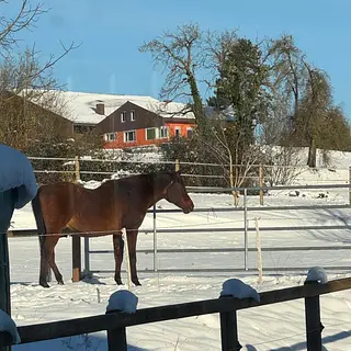 Vorschaubild Nr. 1 zu Reitbeteiligung in 8412 Aesch (Neftenbach)