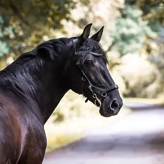 Vorschaubild Nr. 1 zu Reitbeteiligung in 8717 Benken SG