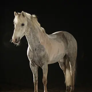 Vorschaubild Nr. 1 zu Reitbeteiligung in 8512 Thundorf