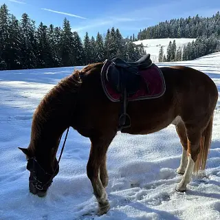 Vorschaubild Nr. 1 zu Reitbeteiligung in 3550 Langnau im Emmental