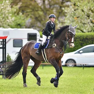 Vorschaubild Nr. 2 zu Reitbeteiligung in 3376 Graben