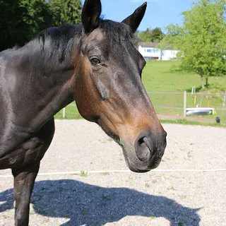 Vorschaubild Nr. 2 zu Reitbeteiligung in 8340 Hinwil