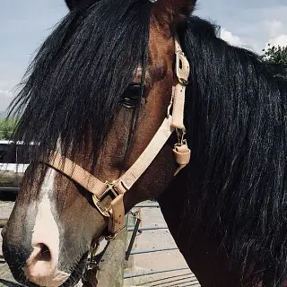Vorschaubild Nr. 2 zu Reitbeteiligung in 8932 Mettmenstetten