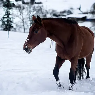 Vorschaubild Nr. 1 zu Reitbeteiligung in 8320 Fehraltorf