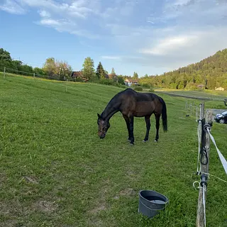 Vorschaubild Nr. 2 zu Reitbeteiligung in 6340 Baar