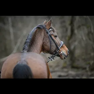 Vorschaubild Nr. 1 zu Reitbeteiligung in 8634 Hombrechtikon