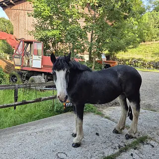 Vorschaubild Nr. 1 zu Reitbeteiligung in 8344 Bäretswil