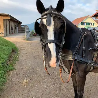 Vorschaubild Nr. 1 zu Reitbeteiligung in 4493 Wenslingen