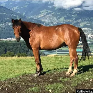 Vorschaubild Nr. 0 zu Reitbeteiligung in 3780 Gstaad