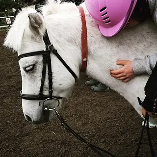 Vorschaubild Nr. 2 zu Reitbeteiligung in 8912 Obfelden