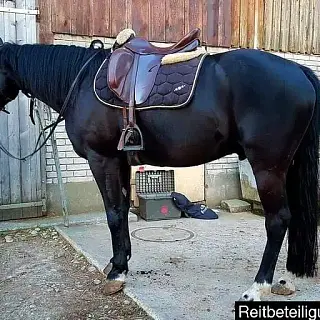 Vorschaubild Nr. 2 zu Reitbeteiligung in 8864 Reichenburg