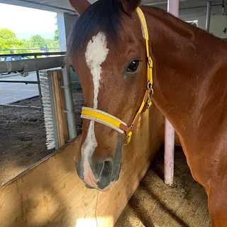 Vorschaubild Nr. 1 zu Reitbeteiligung in 8604 Volketswil
