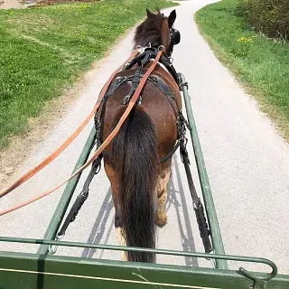 Vorschaubild Nr. 2 zu Reitbeteiligung in 7156 Rueun