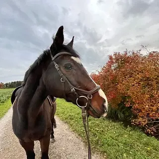 Vorschaubild Nr. 1 zu Reitbeteiligung in 8616 Riedikon
