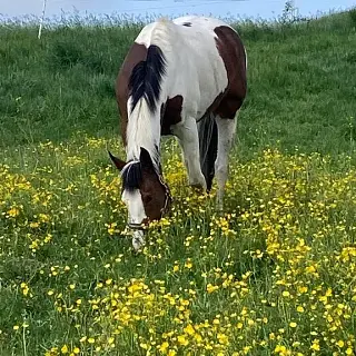 Vorschaubild Nr. 1 zu Reitbeteiligung in 8909 Zwillikon