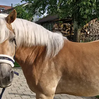 Vorschaubild Nr. 2 zu Reitbeteiligung in 8627 Grüningen