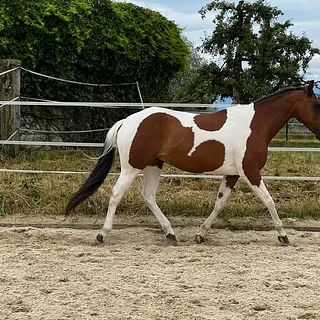 Vorschaubild Nr. 1 zu Reitbeteiligung in 3076 Worb