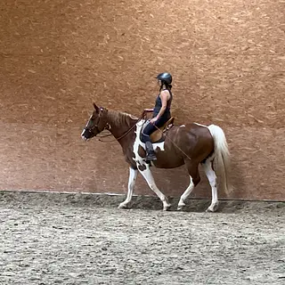 Vorschaubild Nr. 2 zu Reitbeteiligung in 4800 Zofingen