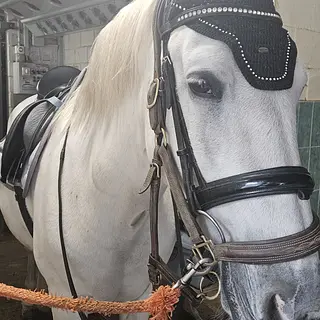 Vorschaubild Nr. 2 zu Reitbeteiligung in 6386 Wolfenschiessen