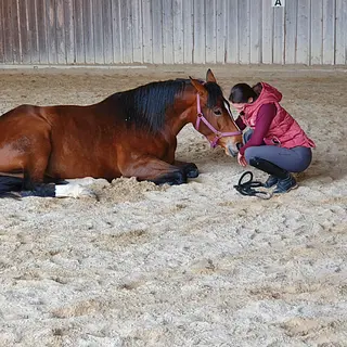 Vorschaubild Nr. 1 zu Reitbeteiligung in 5512 Wohlenschwil