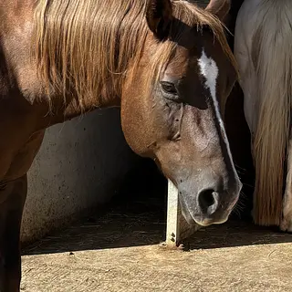 Vorschaubild Nr. 1 zu Reitbeteiligung in 8625 Gossau ZH