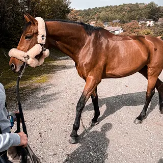 Vorschaubild Nr. 2 zu Reitbeteiligung in 8320 Fehraltorf
