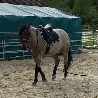 Vorschaubild Nr. 1 zu Reitbeteiligung in 6143 Ohmstal