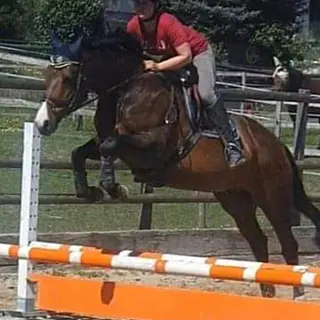 Vorschaubild Nr. 1 zu Reitbeteiligung in 4564 Zielebach