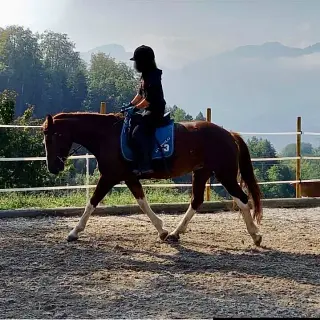 Vorschaubild Nr. 2 zu Reitbeteiligung in 8123 Ebmatingen
