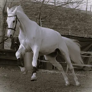 Vorschaubild Nr. 1 zu Reitbeteiligung in 5630 Muri AG