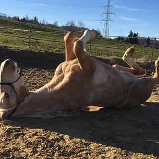 Vorschaubild Nr. 2 zu Reitbeteiligung in 8932 Mettmenstetten