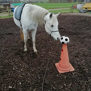 Vorschaubild Nr. 1 zu Reitbeteiligung in 3111 Tägertschi