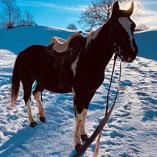 Vorschaubild Nr. 2 zu Reitbeteiligung in 3634 Thierachern
