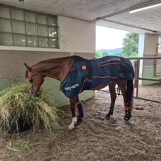 Vorschaubild Nr. 2 zu Reitbeteiligung in 8604 Volketswil