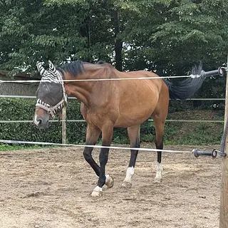 Vorschaubild Nr. 1 zu Reitbeteiligung in 6343 Rotkreuz