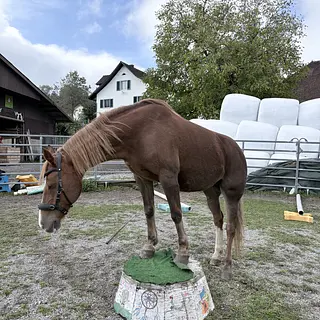 Vorschaubild Nr. 2 zu Reitbeteiligung in 8132 Egg b. Zürich