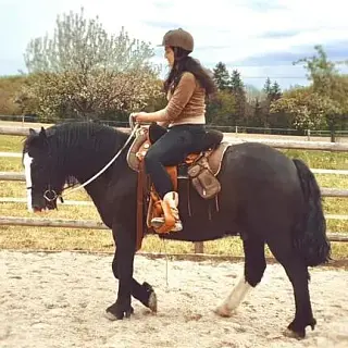 Vorschaubild Nr. 2 zu Reitbeteiligung in 8505 Pfyn