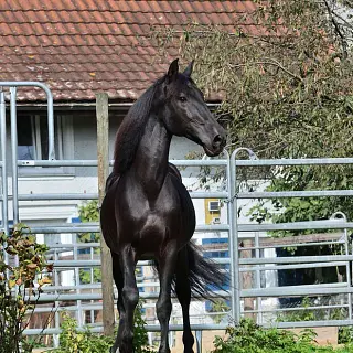Vorschaubild Nr. 2 zu Reitbeteiligung in 8590 Romanshorn