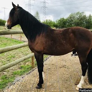 Vorschaubild Nr. 1 zu Reitbeteiligung in 8932 Mettmenstetten