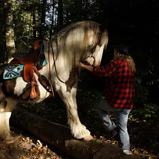 Vorschaubild Nr. 2 zu Reitbeteiligung in 8716 Schmerikon