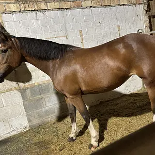 Vorschaubild Nr. 2 zu Reitbeteiligung in 9225 Wilen (Gottshaus)