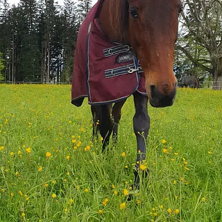 Vorschaubild Nr. 1 zu Reitbeteiligung in 9205 Waldkirch