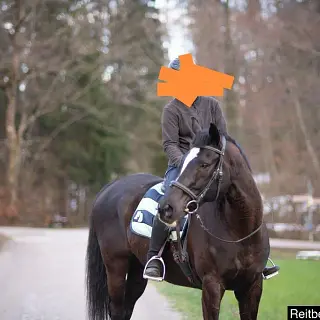 Vorschaubild Nr. 2 zu Reitbeteiligung in 8708 Männedorf
