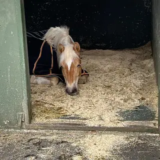 Vorschaubild Nr. 2 zu Reitbeteiligung in 8157 Dielsdorf
