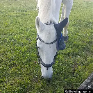 Vorschaubild Nr. 2 zu Reitbeteiligung in 8172 Niederglatt ZH