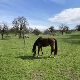 Vorschaubild Nr. 1 zu Reitbeteiligung in 9300 Wittenbach