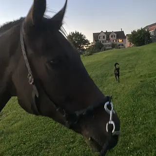 Vorschaubild Nr. 2 zu Reitbeteiligung in 9300 Wittenbach